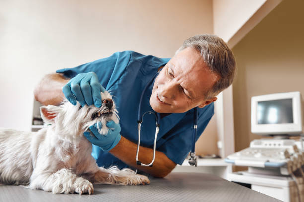 Best Emergency Denture Repair in Daingerfield, TX